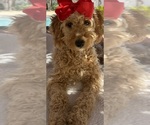 Goldendoodle - Female Goldendoodle (Miniature) Puppy for Sale - Photo #2