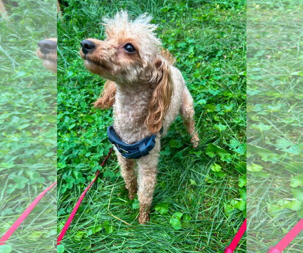 Medium Photo #3 Poodle (Miniature)-Unknown Mix Puppy For Sale in Hinckley, IL, USA