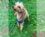 Small #2 Poodle (Miniature) Mix