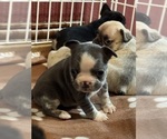 Puppy Puppy 6 French Bulldog