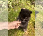 Small #6 Pomeranian