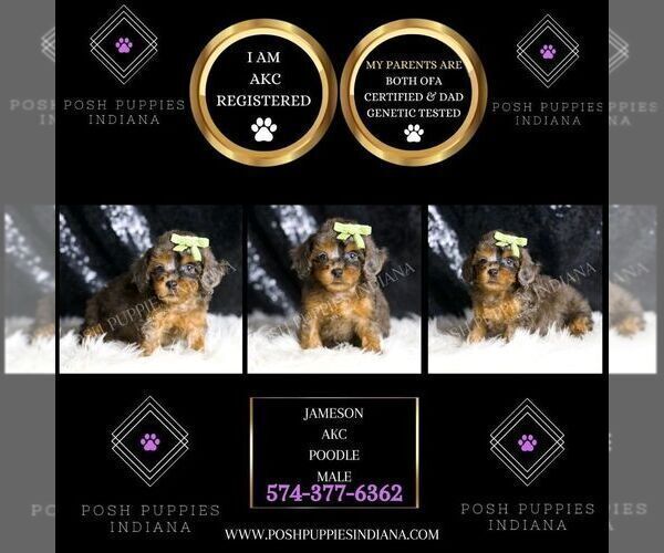 Medium Photo #54 Poodle (Toy) Puppy For Sale in WARSAW, IN, USA