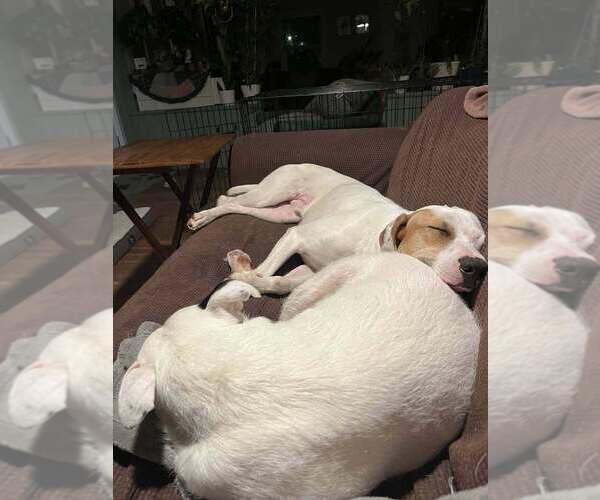 Medium Photo #5 Mutt Puppy For Sale in Evansville, IN, USA