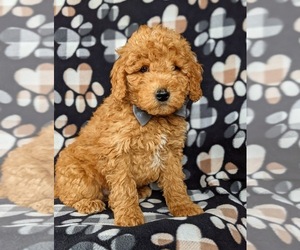 Goldendoodle-Poodle (Miniature) Mix Puppy for sale in LEOLA, PA, USA