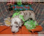Small Photo #37 Great Dane Puppy For Sale in SPRAGGS, PA, USA