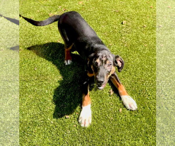 Medium Photo #1 Mutt Puppy For Sale in Hilton Head, SC, USA