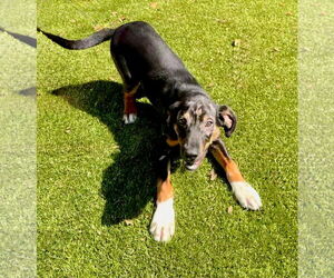 Mutt Dogs for adoption in Hilton Head, SC, USA