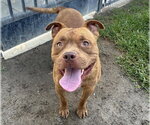 Small #1 American Bulldog Mix