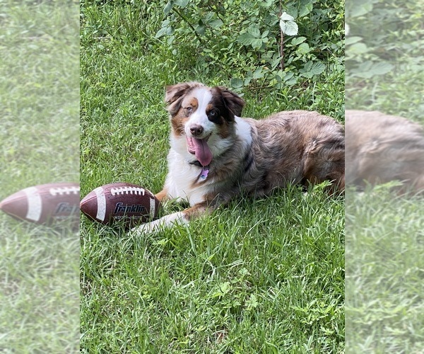 Medium Photo #1 Australian Shepherd Puppy For Sale in CONYERS, GA, USA