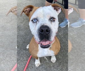 Violet Beauregarde Lonestar - Female Boxer-Unknown Mix Dog for Adoption - Photo #9