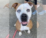 Small #8 Boxer Mix