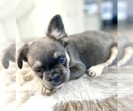 Small Photo #12 French Bulldog Puppy For Sale in WILSON, WY, USA