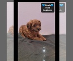 Stewie - Male Yorkipoo Puppy for Sale - Photo #2