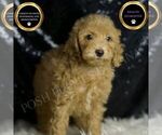 Small #1 Goldendoodle (Miniature)