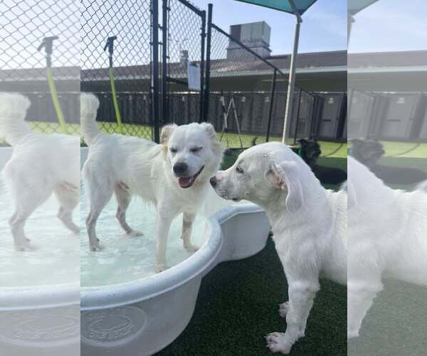 Medium Photo #13 Chihuahua-Chow Chow Mix Puppy For Sale in Houston, TX, USA