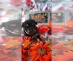 Small #7 Yorkshire Terrier