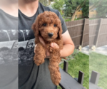 Small #3 Goldendoodle (Miniature)
