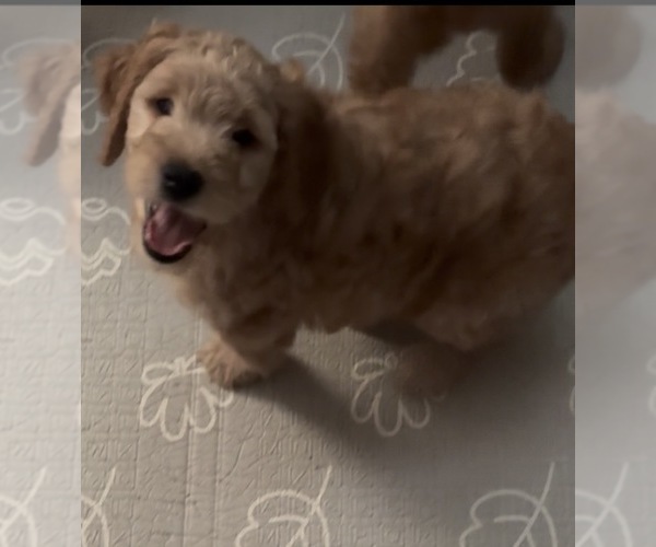 Medium Photo #1 Goldendoodle mix (+ Poodle Standard) Puppy For Sale in CLEVELAND, OH, USA