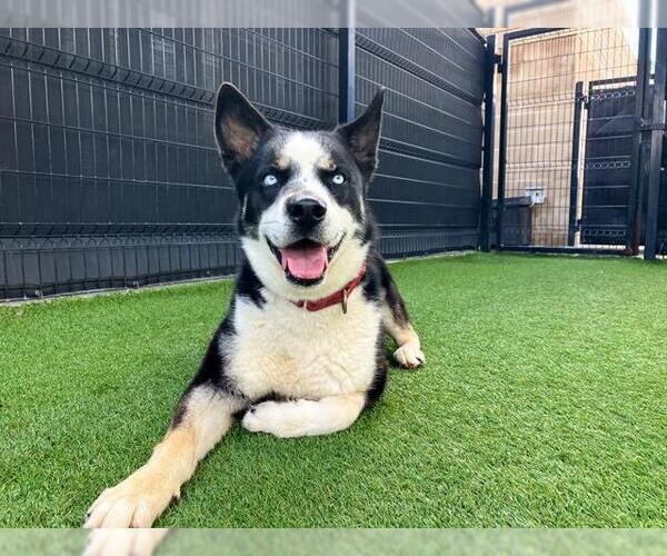 Medium Photo #1 Siberian Husky-Unknown Mix Puppy For Sale in Orange, CA, USA