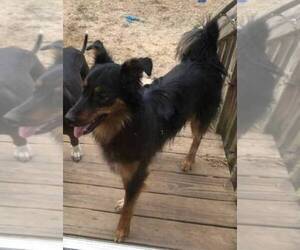 English Shepherd Puppy for sale in FREDERICKSBRG, PA, USA