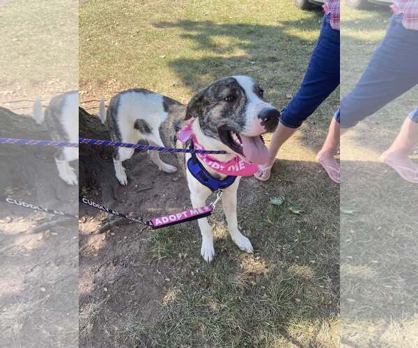 Medium Photo #4 American Pit Bull Terrier-Great Pyrenees Mix Puppy For Sale in Uwchlan, PA, USA