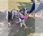 Small #3 American Pit Bull Terrier-Great Pyrenees Mix