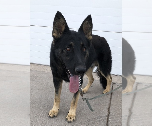 Medium Photo #1 German Shepherd Dog Puppy For Sale in BRIGHTON, CO, USA