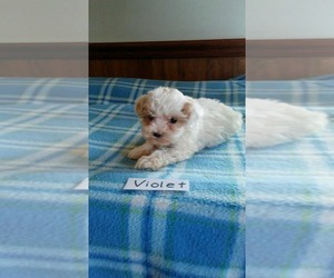 Maltipoo Puppy for sale in CLARKRANGE, TN, USA