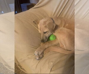 Bert - Male Australian Shepherd-Unknown Mix Dog for Adoption - Photo #6