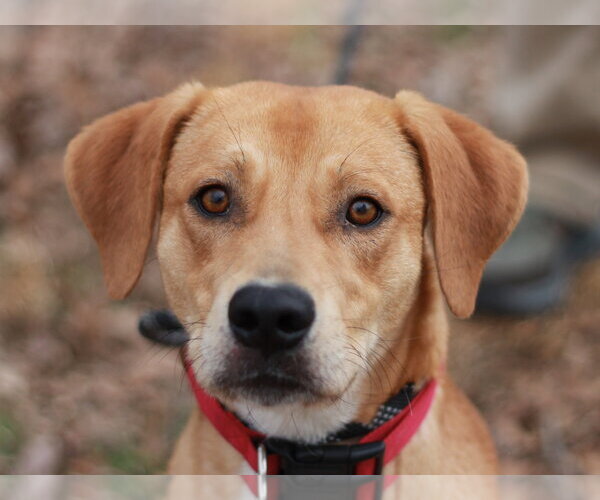 Medium Photo #1 Mountain Cur-Unknown Mix Puppy For Sale in Cookeville, TN, USA