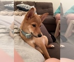 Small Shiba Inu