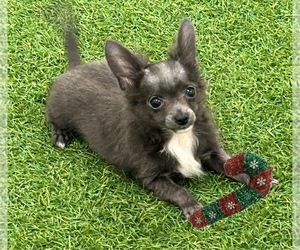 Chihuahua Puppy for sale in LOUISVILLE, KY, USA