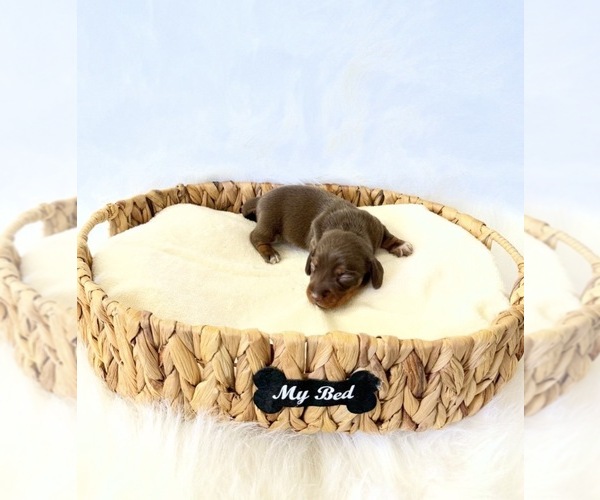 Medium Photo #1 Dachshund Puppy For Sale in DAVIS, CA, USA