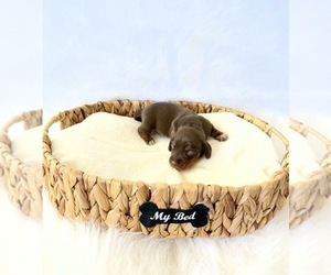 Dachshund Puppy for sale in DAVIS, CA, USA