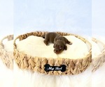 Image preview for Ad Listing. Nickname: AKC Slinky