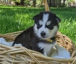 Small Photo #3 Siberian Husky Puppy For Sale in TONOPAH, NV, USA