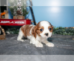 Medium Cavalier King Charles Spaniel