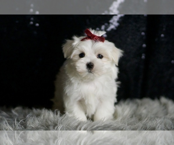 Medium Photo #5 Maltese Puppy For Sale in WARSAW, IN, USA