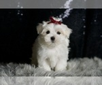 Small #4 Maltese