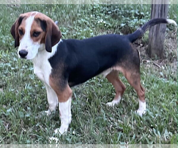 Medium Photo #3 Beagle Puppy For Sale in Dunnellon, FL, USA