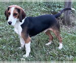 Small #2 Beagle