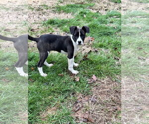 Labrador Retriever-Unknown Mix Dogs for adoption in Ball Ground, GA, USA