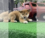 Small #1 Shiba Inu