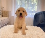 Small Photo #5 Labrador Retriever Puppy For Sale in CHATTANOOGA, TN, USA