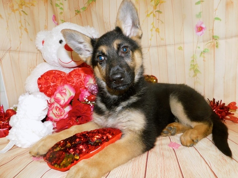 Medium Photo #1 German Shepherd Dog Puppy For Sale in HAMMOND, IN, USA