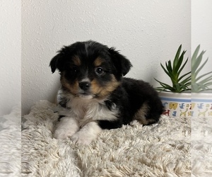 Miniature Australian Shepherd Dog for Adoption in FRANKLIN, Indiana USA