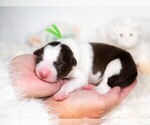 Small Photo #6 Border Collie Puppy For Sale in CONWAY, MO, USA