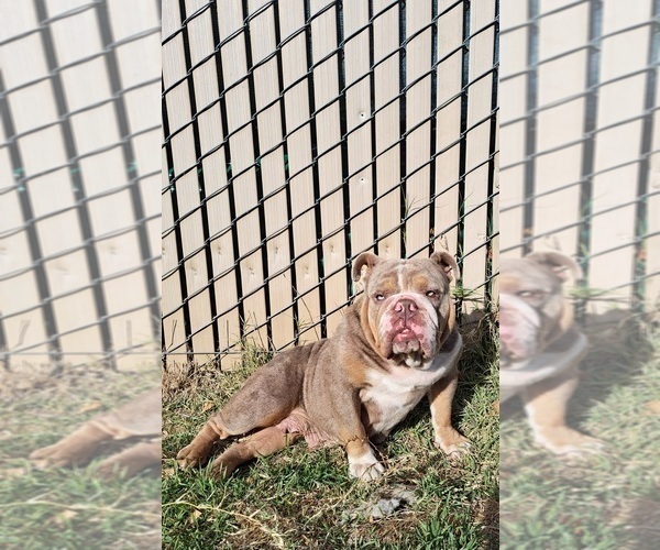 Medium Photo #1 Bulldog Puppy For Sale in OLIVEHURST, CA, USA