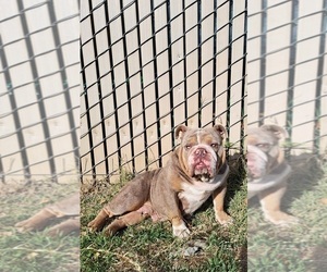 Mother of the Bulldog puppies born on 09/18/2022