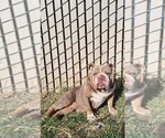 Small Photo #1 Bulldog Puppy For Sale in OLIVEHURST, CA, USA